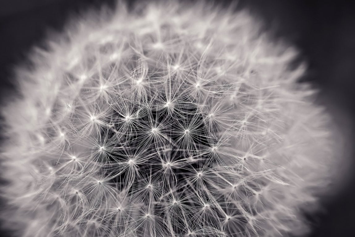 From Digestion to Immunity: The Surprising Benefits of Taraxacum You Need to Know.