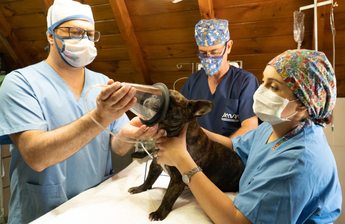 The Importance of Regular Veterinary Care for Your Pet